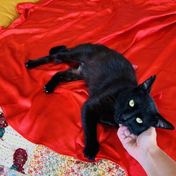 Rigodon — Gato Común Europeo