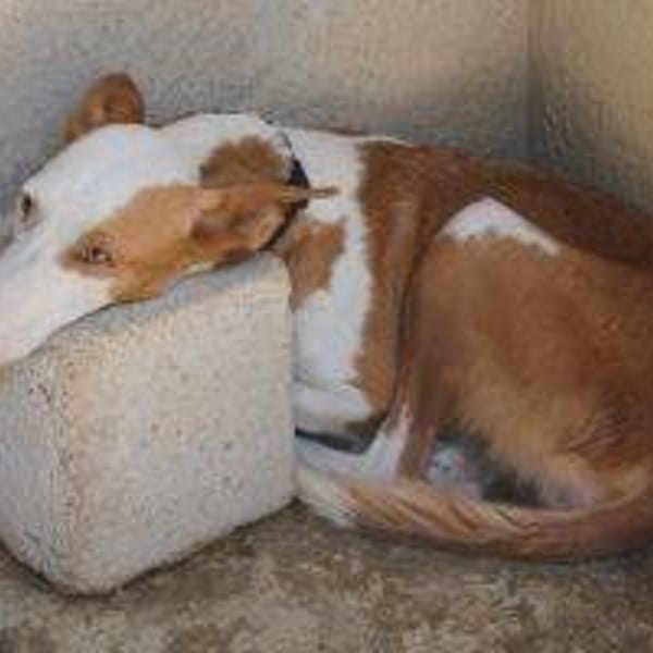 Senyera — Podenco Canario