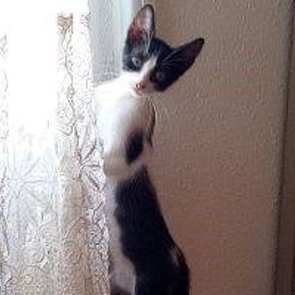 Gatito beniganim 5 — Gato Común Europeo