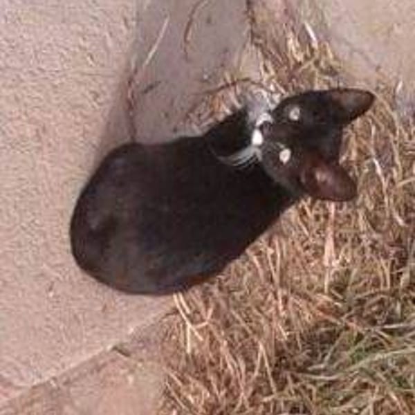 Blacky — Gato Común Europeo