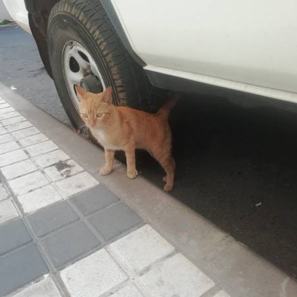 Naranjito — Gato Común Europeo