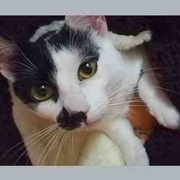 Chaplin — Gato Común Europeo