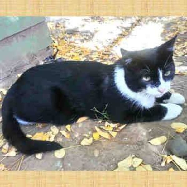 Batman — Gato Común Europeo