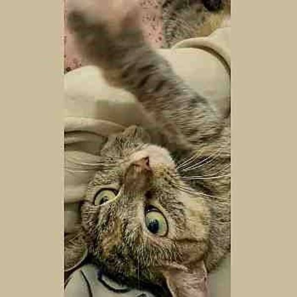 Arya — Gato Común Europeo