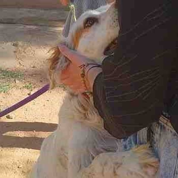 Timo — Setter Inglés