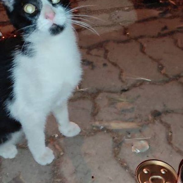 Maruchi — Gato Común Europeo