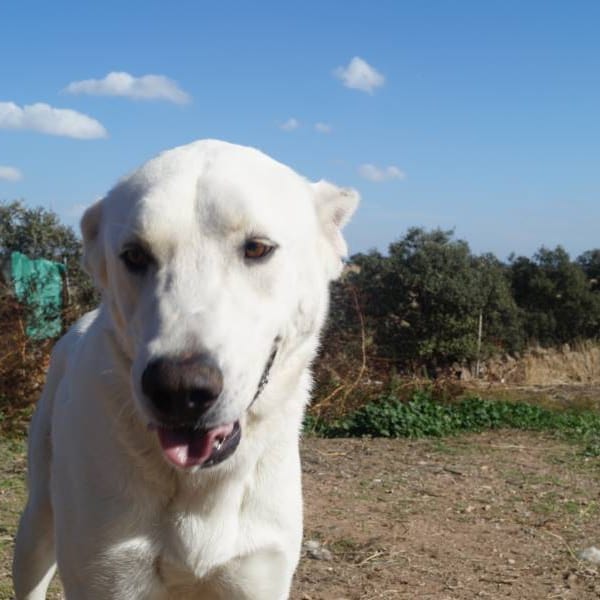 Baloo — Mastín Español