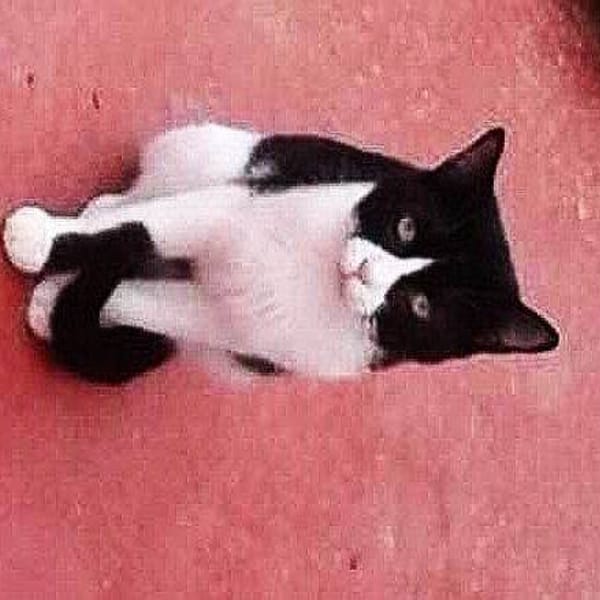 Tristón — Gato Común Europeo