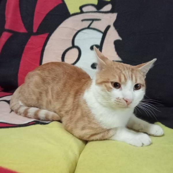 Rasty — Gato Común Europeo