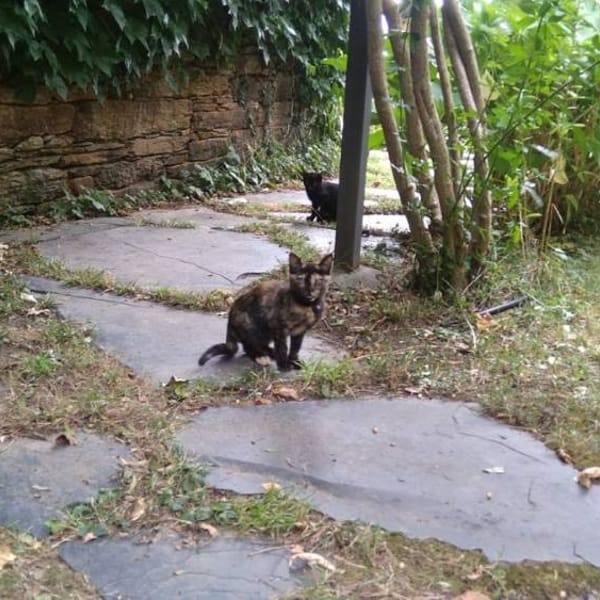 Gata — Gato Común Europeo