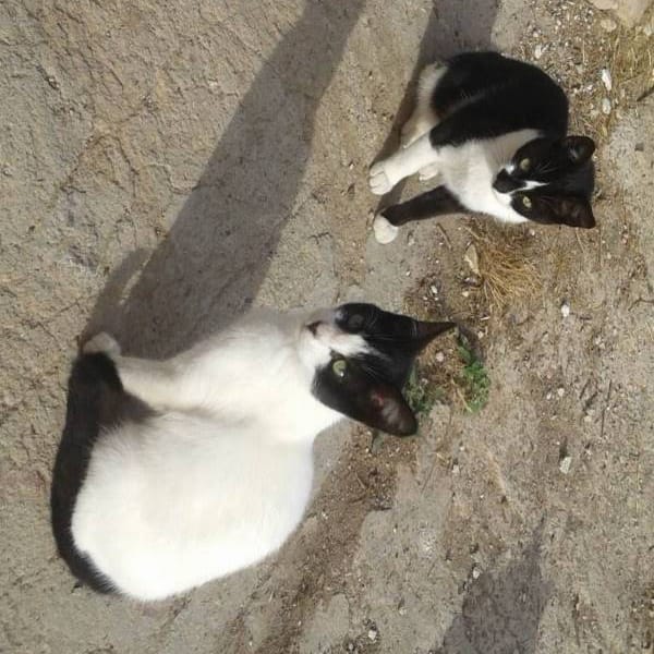 Hermanitos — Gato Común Europeo