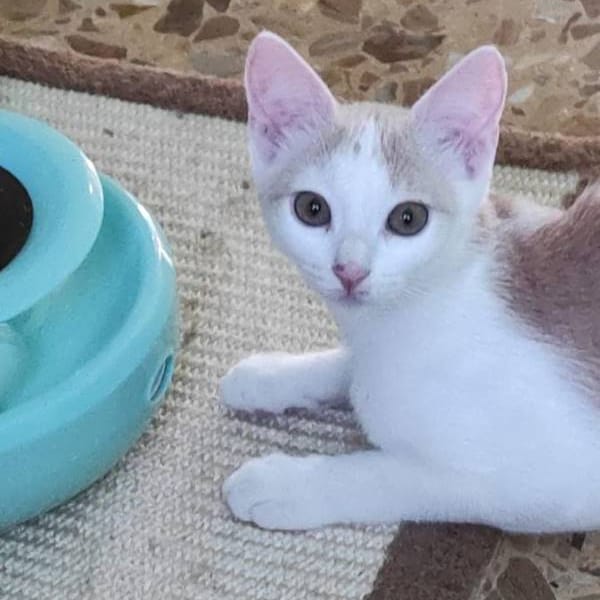 Limón, fresa, canela, trico y celeste — Gato Común Europeo