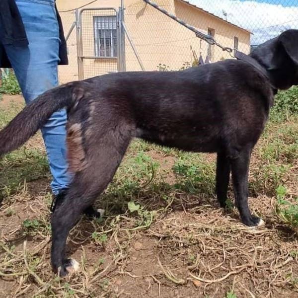 Bimba — Labrador Retriever