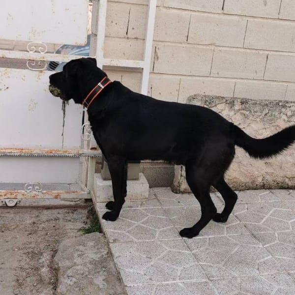 Batman — Labrador Retriever