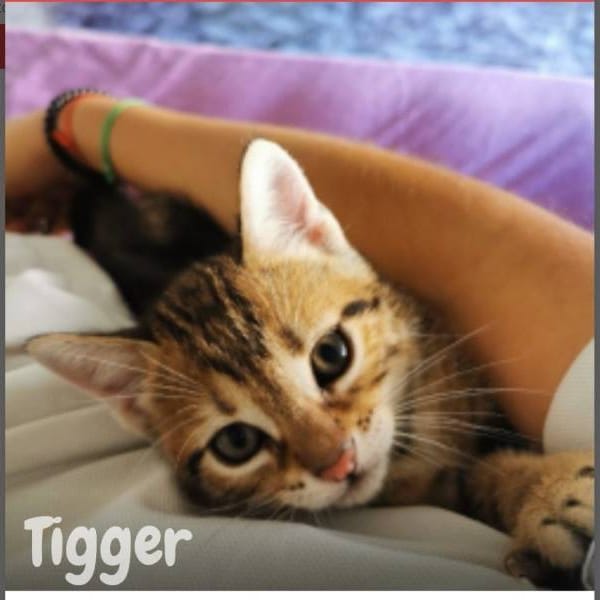 Tigger — Cruzado