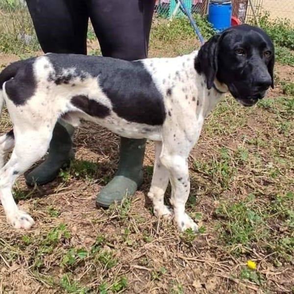 Oreo — Pointer Inglés