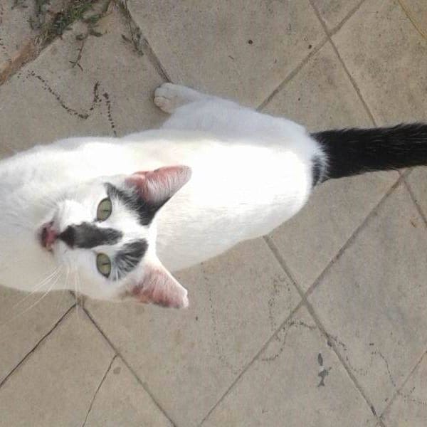 Fantin — Gato Común Europeo