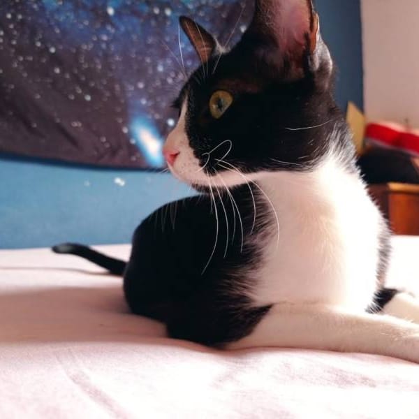 Lyra — Gato Común Europeo