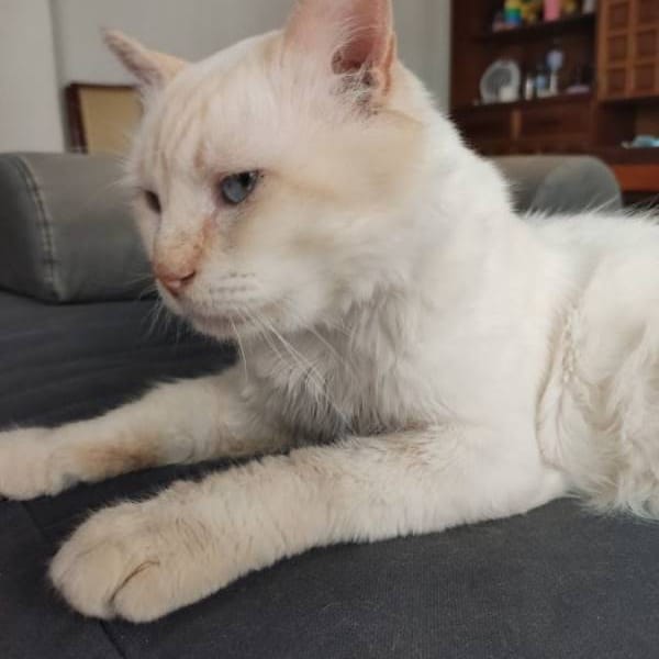 Ron — Gato Común Europeo