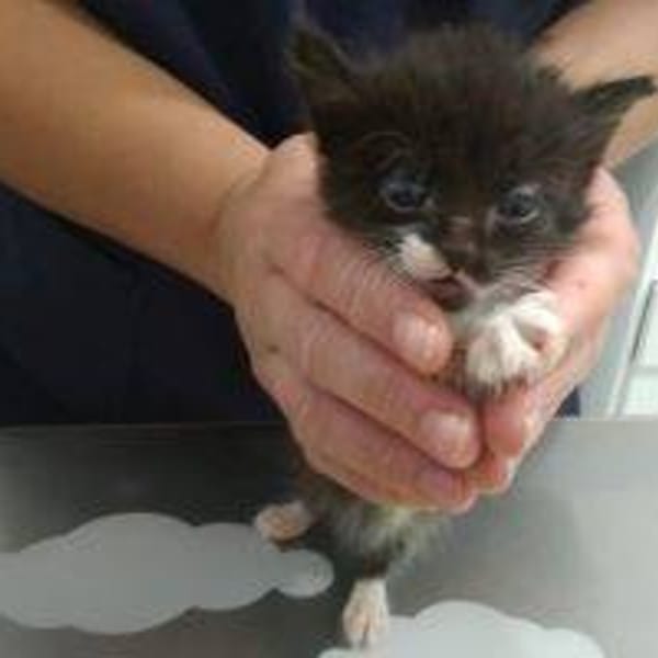 Gatito 3 — Gato Común Europeo