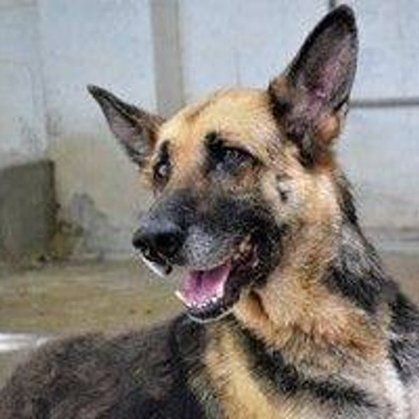 Star — Pastor Alemán