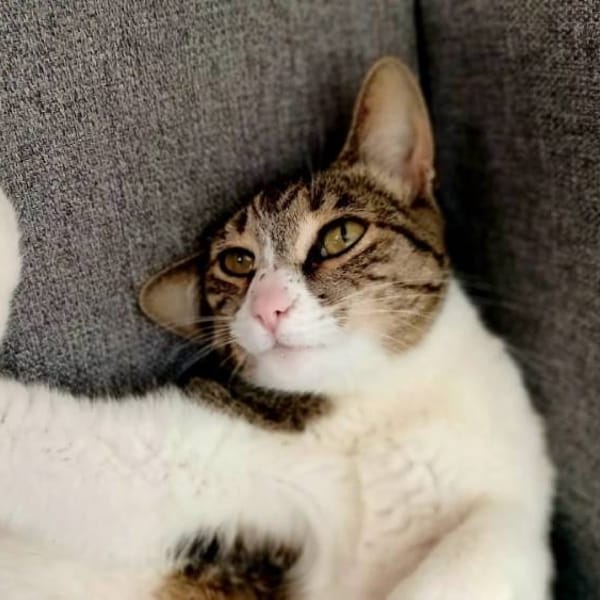 Linda — Gato Común Europeo