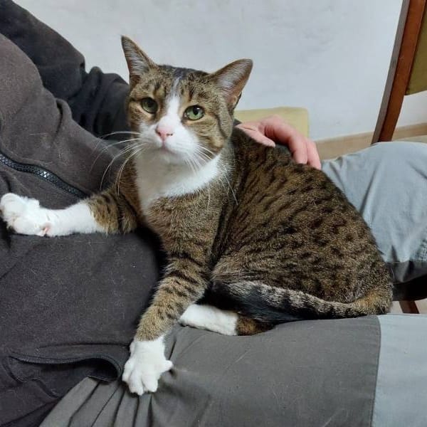 Menta — Gato Común Europeo