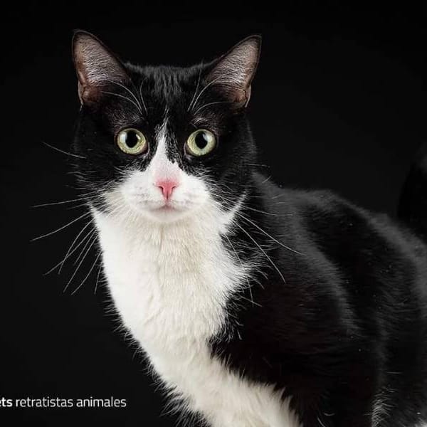 Cocó y marlene — Gato Común Europeo