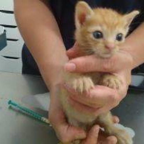 Gatito 2 — Gato Común Europeo