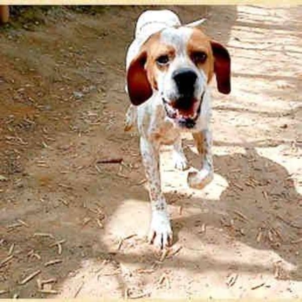 Fiter — Pointer Inglés