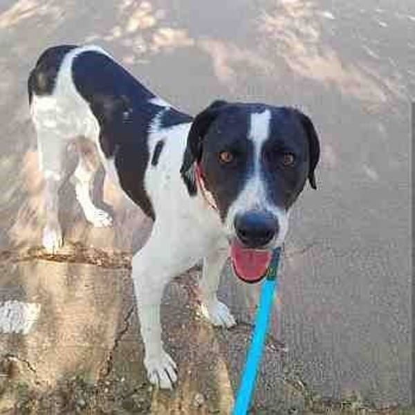 Pinta — Mastín De Los Pirineos