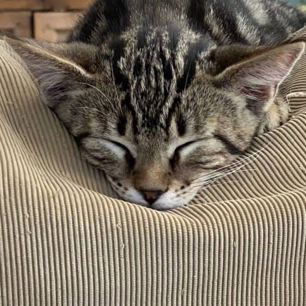 Choco y tigre — Gato Común Europeo