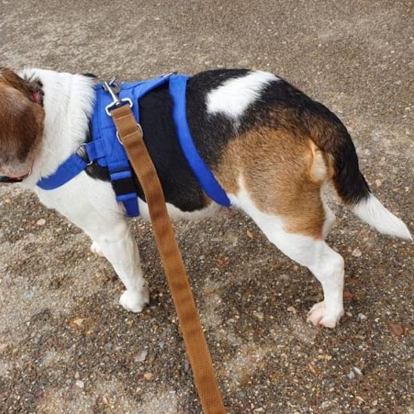 Romy — Beagle