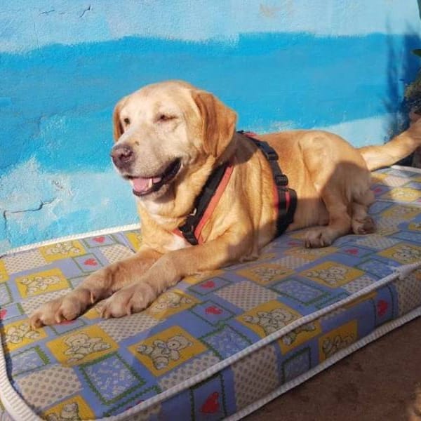 Nahuel — Labrador Retriever