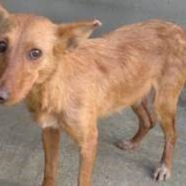 Sally — Podenco Canario