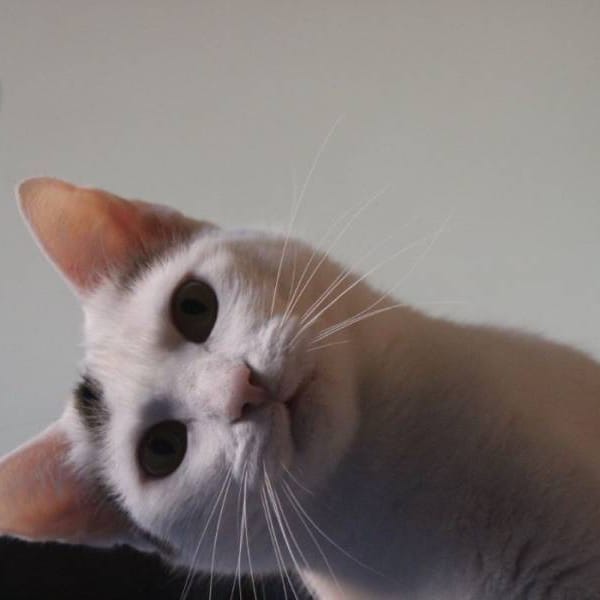 Nayra — Gato Común Europeo