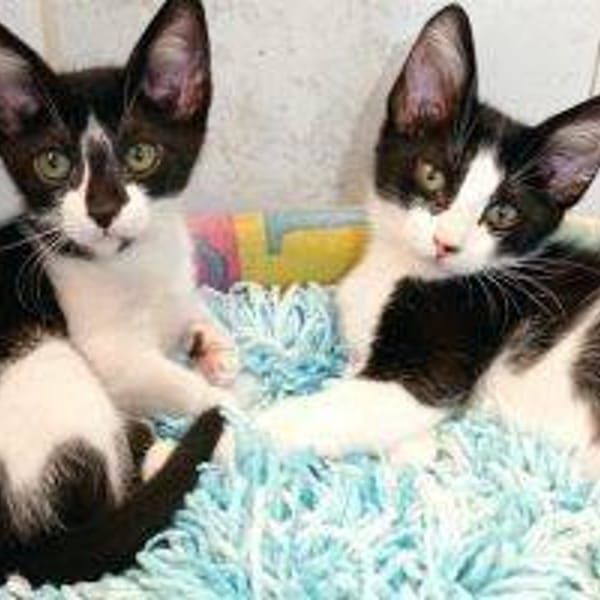 Manchitas — Gato Común Europeo