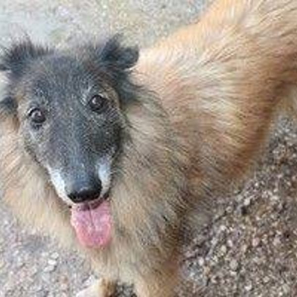 Sara — Pastor Belga