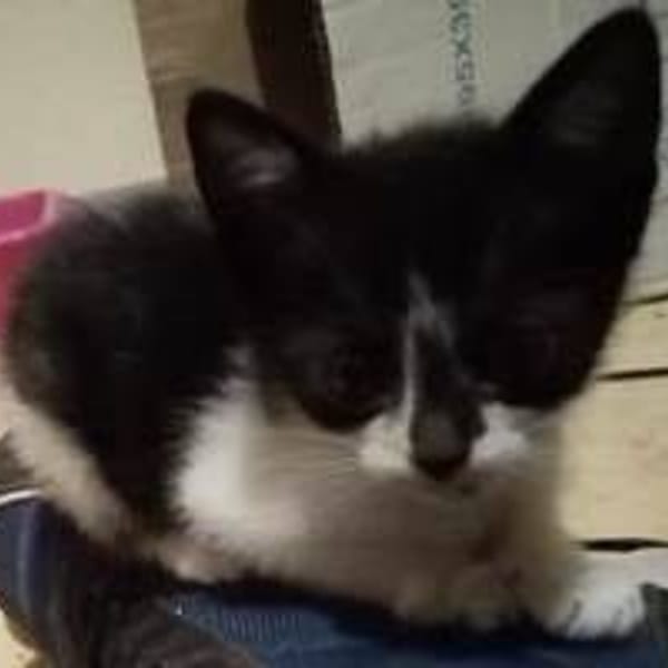 Manchitas — Gato Común Europeo