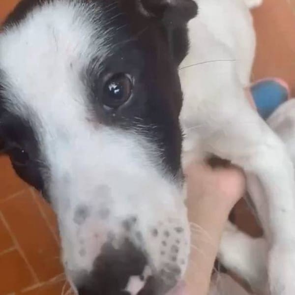 Jany — Podenco Canario