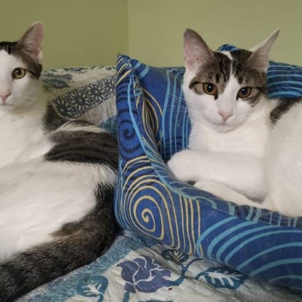 Summer y winter — Gato Común Europeo