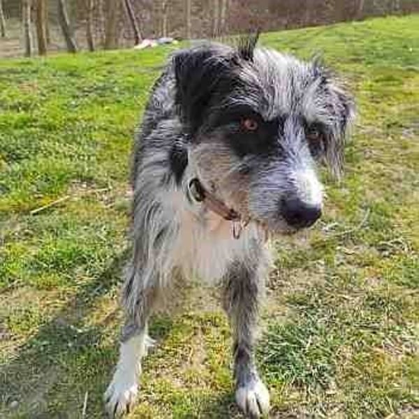 Silvina — Border Collie