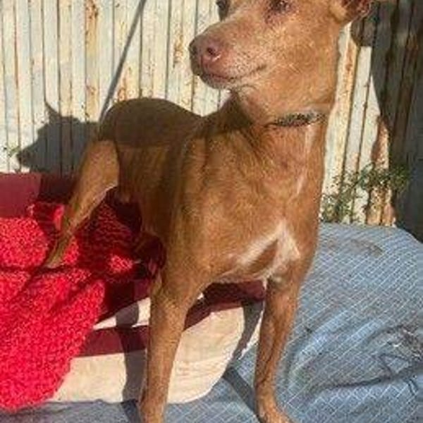 Silvestre — Cruzado