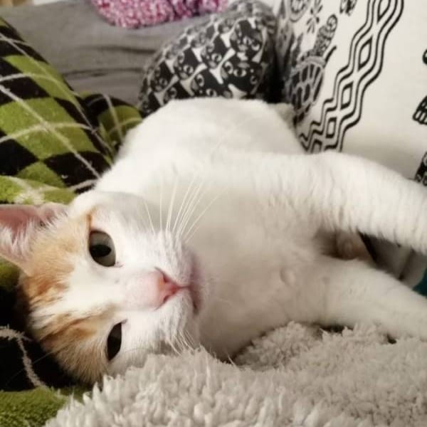 Doña inés — Gato Común Europeo