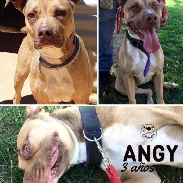 Angy — Pit Bull