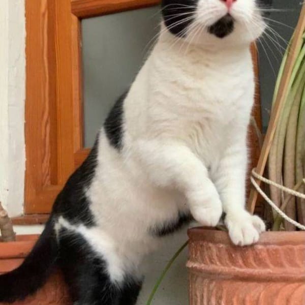 Gina — Gato Común Europeo