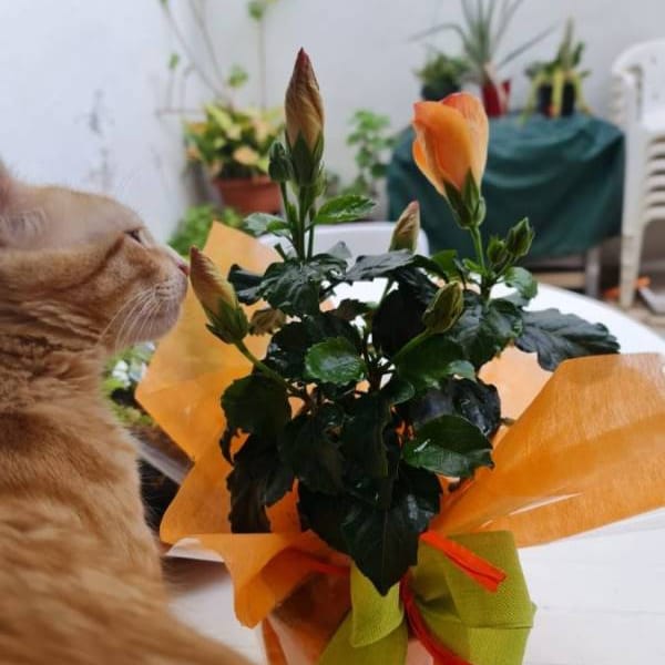 Sam y leo — Ojos Azules