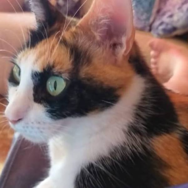 Miu — Gato Común Europeo