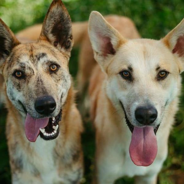 Linda — Mastín Español