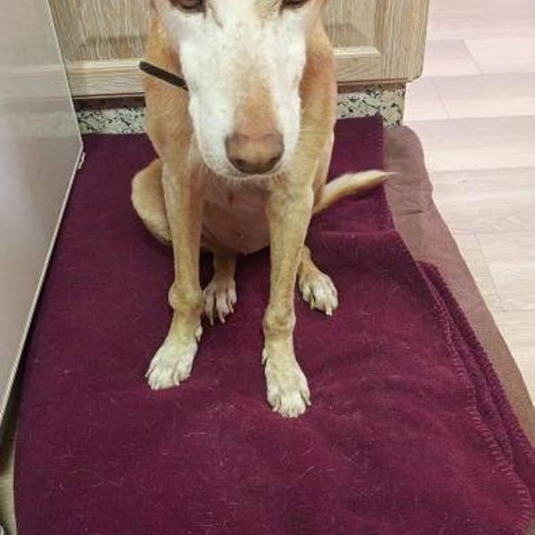 Ruby — Podenco Canario